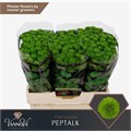 Хризантема сант-Chrysant sant-Aaa Peptalk-55cm-120gr 6853d824-2bb8-11ef-0a80-0b87001cec2c