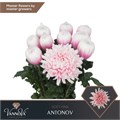 Хризантема одн-Chrysant Gr-Antonov Soft Pink-70cm-100gr 686d2f2e-2bb8-11ef-0a80-0b87001cec2f