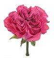 Роза-Rosa-Country Blues-60cm-JR 687a0380-bfa9-11ec-0a80-0b4c000bb5eb