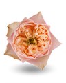 Роза-Rosa-Romantic Vuvuzela-50cm-CN 688a7e73-207b-11f0-0a80-1ab700001328