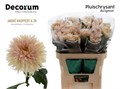 Хризантема одн-Chrysant Gr-Avignon-80cm-85gr 0b4129ac-bfa6-11ec-0a80-0b4c00086d75