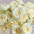 Роза куст-Rosa sp-Julietta Cream-53cm-Ti 68aa95e4-b634-11ef-0a80-1a91003c48e5