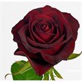 Роза куст-Rosa sp-Gladiator-40cm-RS 68aeb74a-c29d-11ee-0a80-00dc00105718