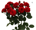 Роза куст-Rosa sp-Vermillion Granite-70cm-RS 68c57931-c29d-11ee-0a80-00dc0010571e