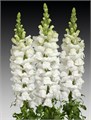 Антирринум-Antirrhinum-Op Fresh White--75cm 0b41d543-6050-11ee-0a80-042300249338