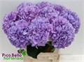 Гортензия-Hydrangea-M Roy Benefit--80cm 68ccd9bd-117d-11ed-0a80-0503002ee8a3
