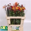 Аквилегия-Aquilegia-Ov-55cm 68d323e9-1aa5-11f0-0a80-08b4000557ff