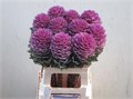 Брассика-Brassica-Crane Queen-65cm 68e3ab72-450d-11ee-0a80-08d40029af6a