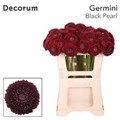 Гербера-Gerbera-Mb Black Pearl--50cm 68e8efa7-f6e0-11f0-0a80-13740013c2d6