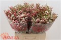 Ваксфлауэр-Chamelacium-Un My Sweet 16-80cm-90gr 68f4f91e-1aa5-11f0-0a80-08b400055802