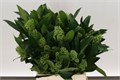 Скиммия-Skimmia-C Kew Green Bs-/40cm 0b469db4-aa42-11ef-0a80-042900243367