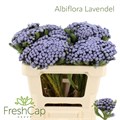 Каапс-Kaaps-Albiflora Lavender-50cm 68f9a73b-bfa4-11ec-0a80-0b4c0006eca2