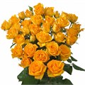 Роза куст-Rosa sp-Malaga-40cm-RS 69036851-762e-11ed-0a80-0b76002b7e89