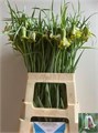 Фритилярия-Fritillaria-Acmopetala-70cm 690503b4-1aa5-11f0-0a80-08b400055805