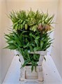 Фритилярия-Fritillaria-Imperialis-70cm 690e0106-1aa5-11f0-0a80-08b400055808