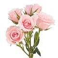 Роза куст-Rosa sp-Majolica-50cm-NR 0b53f206-a22c-11ed-0a80-115b0012ad92