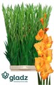 Гладиолус Gr-Gladiolus Gr-Peche Melba-120cm-180gr 691d6d9b-450d-11ee-0a80-08d40029af76
