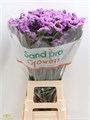Лимониум-Limonium-Happy Wings-60cm-Bg 692649ca-11f9-11ee-0a80-0df000169464