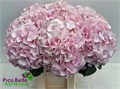 Гортензия-Hydrangea-M My Vienna-60cm 69275d77-1aa5-11f0-0a80-08b40005580b