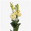 Лизиантус G-Lisianthus G-Alissa Yellow--72cm 693ff5d9-dd0d-11ed-0a80-082b00318382
