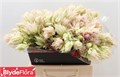 Серрурия-Serruria-Ayoba Bri Star-40cm 69416bdf-450d-11ee-0a80-08d40029af79