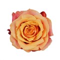 Роза-Rosa-Cherry Brandy-70cm-TA 694461b7-207b-11f0-0a80-1ab70000132e