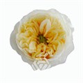 Роза-Rosa-Cream X-pression-70cm-TA 69476089-207b-11f0-0a80-1ab700001331