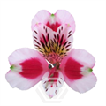 Альстромерия-Alstroemeria-Bicolor Sweetheart-60cm-TA 6951e689-207b-11f0-0a80-1ab70000133d