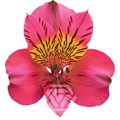 Альстромерия-Alstroemeria-Hot Pink Amposta-60cm-TA 695446a1-207b-11f0-0a80-1ab700001340
