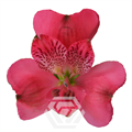 Альстромерия-Alstroemeria-Hot Pink Rome-60cm-TA 6956ba2d-207b-11f0-0a80-1ab700001343