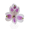 Альстромерия-Alstroemeria-Lavender Bohemian-60cm-TA 69595018-207b-11f0-0a80-1ab700001346