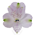Альстромерия-Alstroemeria-Lavender Louisiana-60cm-TA 695c39ba-207b-11f0-0a80-1ab700001349