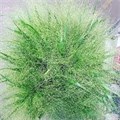 Паникум-Panicum-Vi Fontaine--65cm 0b56ef81-bfa5-11ec-0a80-0b4c00078bea
