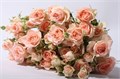 Роза куст-Rosa tr-Sweet Sara-50cm 695d3182-bfa5-11ec-0a80-0b4c0007e4e6
