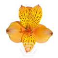 Альстромерия-Alstroemeria-Orange Cinnamon-60cm-TA 69602e10-207b-11f0-0a80-1ab70000134c