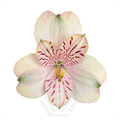 Альстромерия-Alstroemeria-Peach Canyon-60cm-TA 6962d3db-207b-11f0-0a80-1ab70000134f