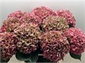 Гортензия-Hydrangea-M Rodeo Classic--75cm 6964d14f-4272-11ee-0a80-096d0023ca40