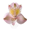 Альстромерия-Alstroemeria-Pink Alice-60cm-TA 6965ac86-207b-11f0-0a80-1ab700001352