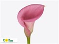 Калла-Zantedechia-Call Extase-50cm 69675445-bfa4-11ec-0a80-0b4c0006ed0a