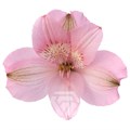Альстромерия-Alstroemeria-Pink Primadonna-60cm-TA 696874cb-207b-11f0-0a80-1ab700001355