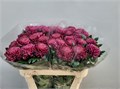 Хризантема одн-Chrysant Gr-Bigoudi Purple-75cm-90gr 0b61e7b5-bfa6-11ec-0a80-0b4c00086d91