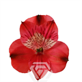 Альстромерия-Alstroemeria-Red Bahia-60cm-TA 696de7b8-207b-11f0-0a80-1ab70000135b
