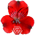 Альстромерия-Alstroemeria-Red Nirvana-60cm-TA 69709264-207b-11f0-0a80-1ab70000135e