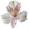 Альстромерия-Alstroemeria-Show Time-60cm-TA 6974037c-207b-11f0-0a80-1ab700001361