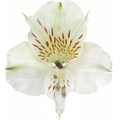 Альстромерия-Alstroemeria-White Bounty-60cm-TA 69768329-207b-11f0-0a80-1ab700001364