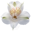 Альстромерия-Alstroemeria-White Whistler-60cm-TA 697931d8-207b-11f0-0a80-1ab700001367