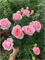 Роза куст-Rosa sp-Bellalinda Pink-60cm--Si 697b3a28-d411-11ee-0a80-03960037bcf8