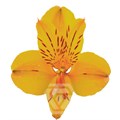 Альстромерия-Alstroemeria-Yellow Gold-60cm-TA 697cc500-207b-11f0-0a80-1ab70000136a