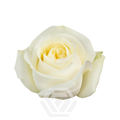 Роза-Rosa-Polo-50cm-TA 6980a814-207b-11f0-0a80-1ab70000136d