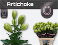 Лилия-Lilium-La Artichoke 4+-90cm 69875ef9-1aa5-11f0-0a80-08b400055814
